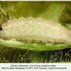 tomares callimachus novorossiysk larva8